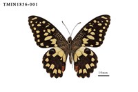 藏品(花鳳蝶)的圖片